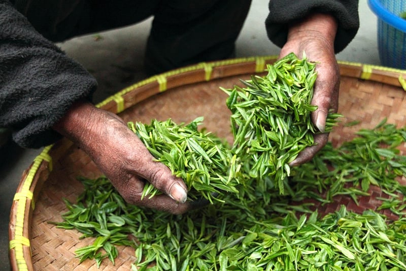Herb Harvesting