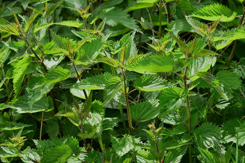 Harvested herbs drying