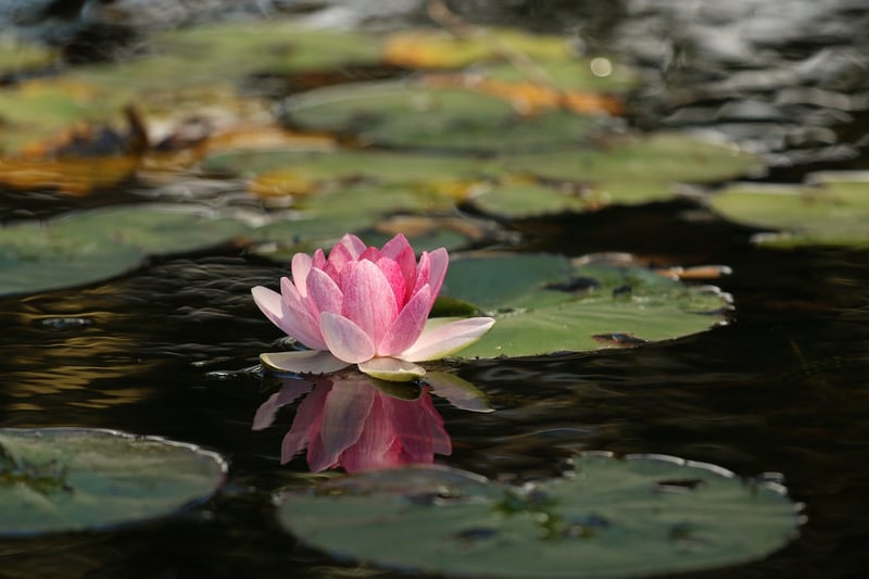 Lotus