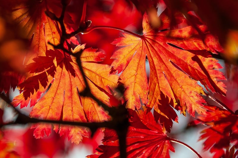 Orange, Red, and Green Leaves