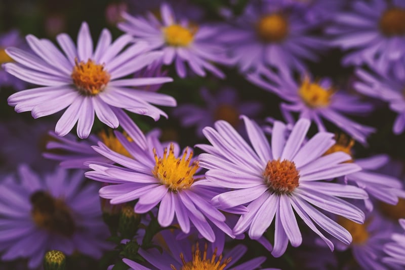 Purple and Yellow Flowers